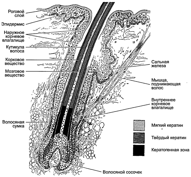 Выпадение волос при тиреоидите щитовидной железы