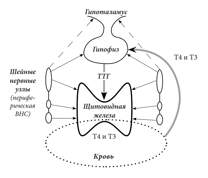 Гормоны щитовидной железы. Гормон Т3, гормон Т4, гормон ТТГ ― тиреотропный  гормон ― норма, значение, рекомендации.