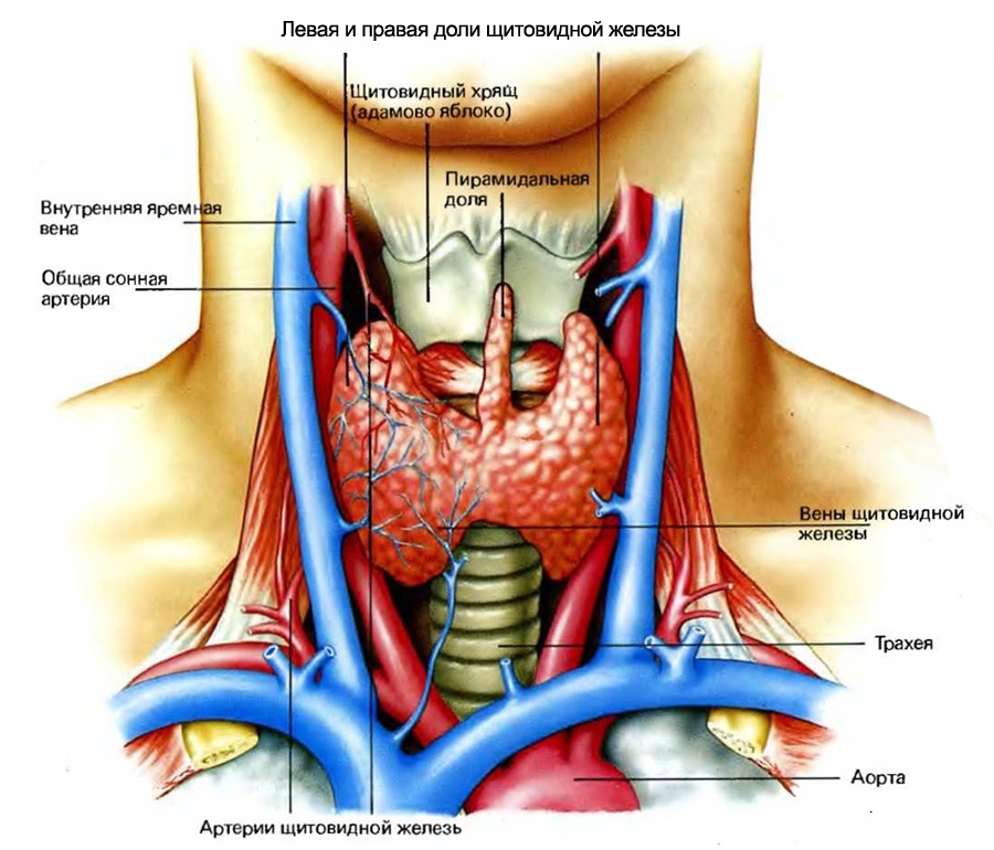 Щитовидная железа: изображения без лицензионных платежей